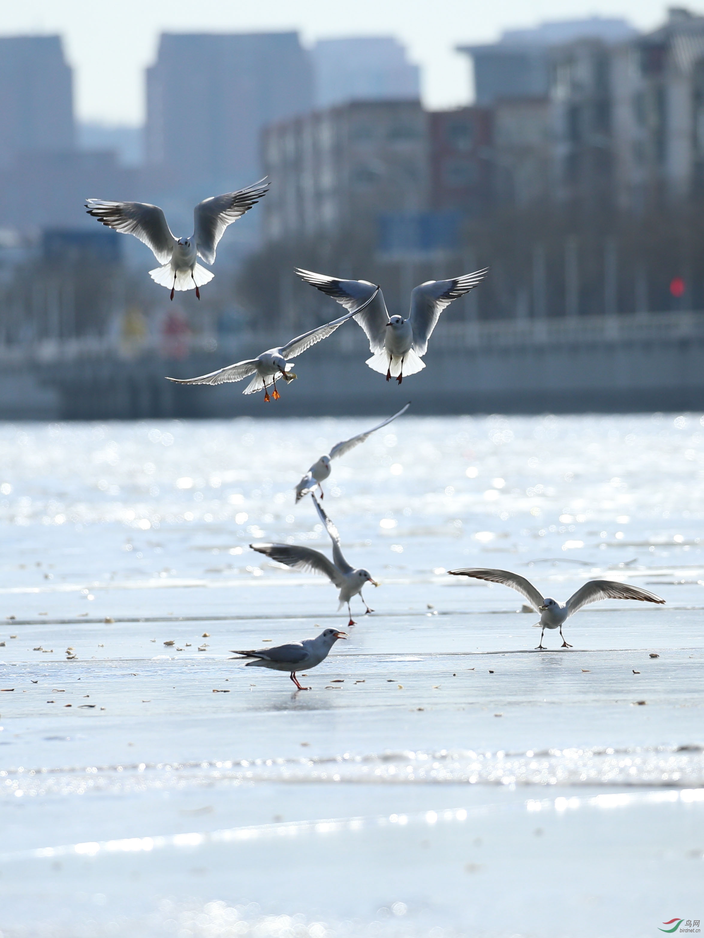 水鸟红嘴鸥天津