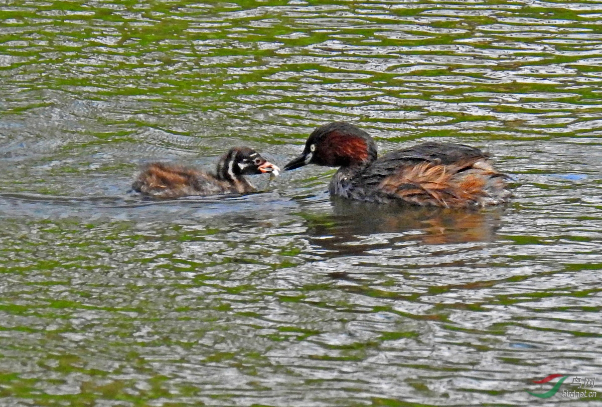 DSCN4238 ����.jpg