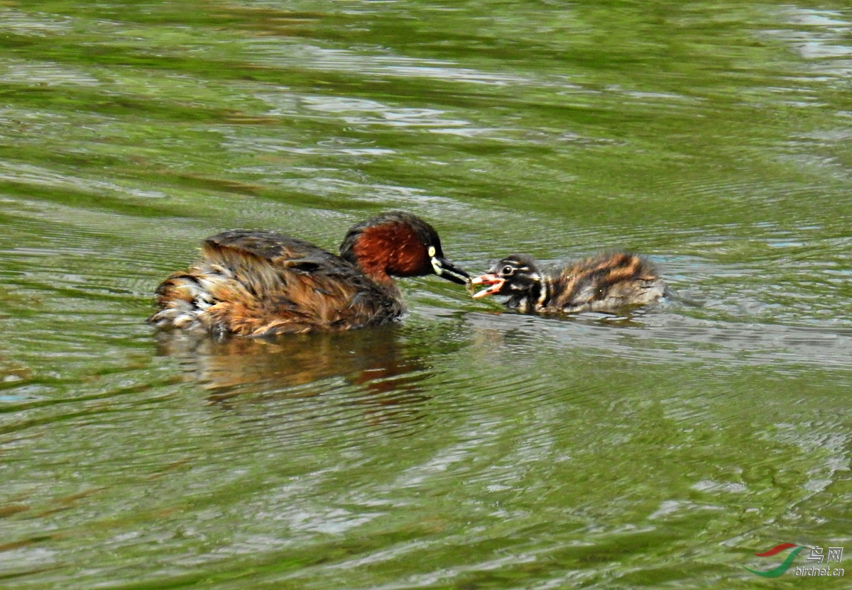 DSCN4222 ����.jpg