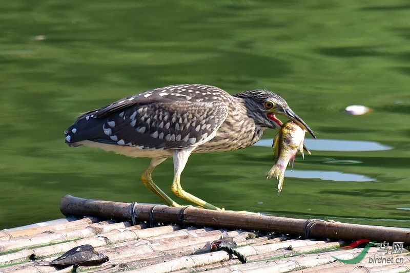 池鹭吃鱼啦