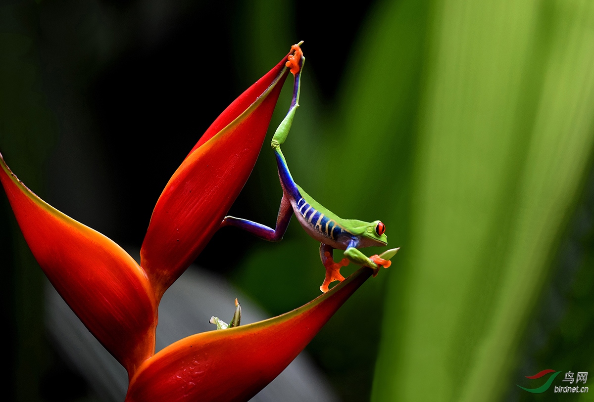 技巧表演七彩箭毒蛙