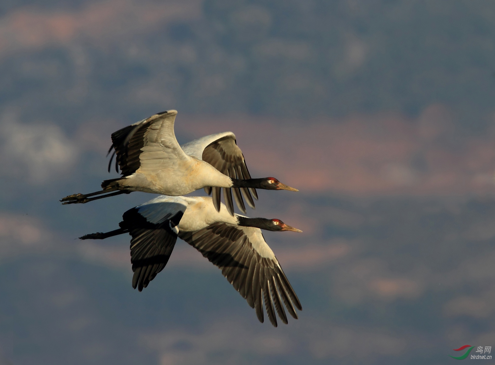 贵州草海的黑颈鹤