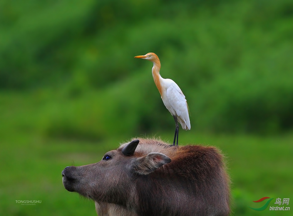 ţ����-ʩ����