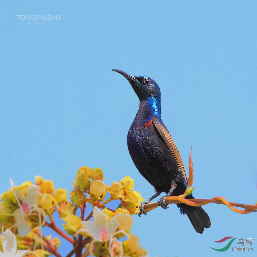 ��ɫ�����B