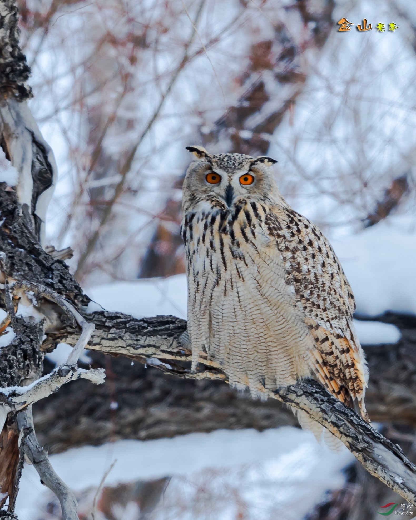 罕见鸟种雕鸮北疆亚种yenisseensis
