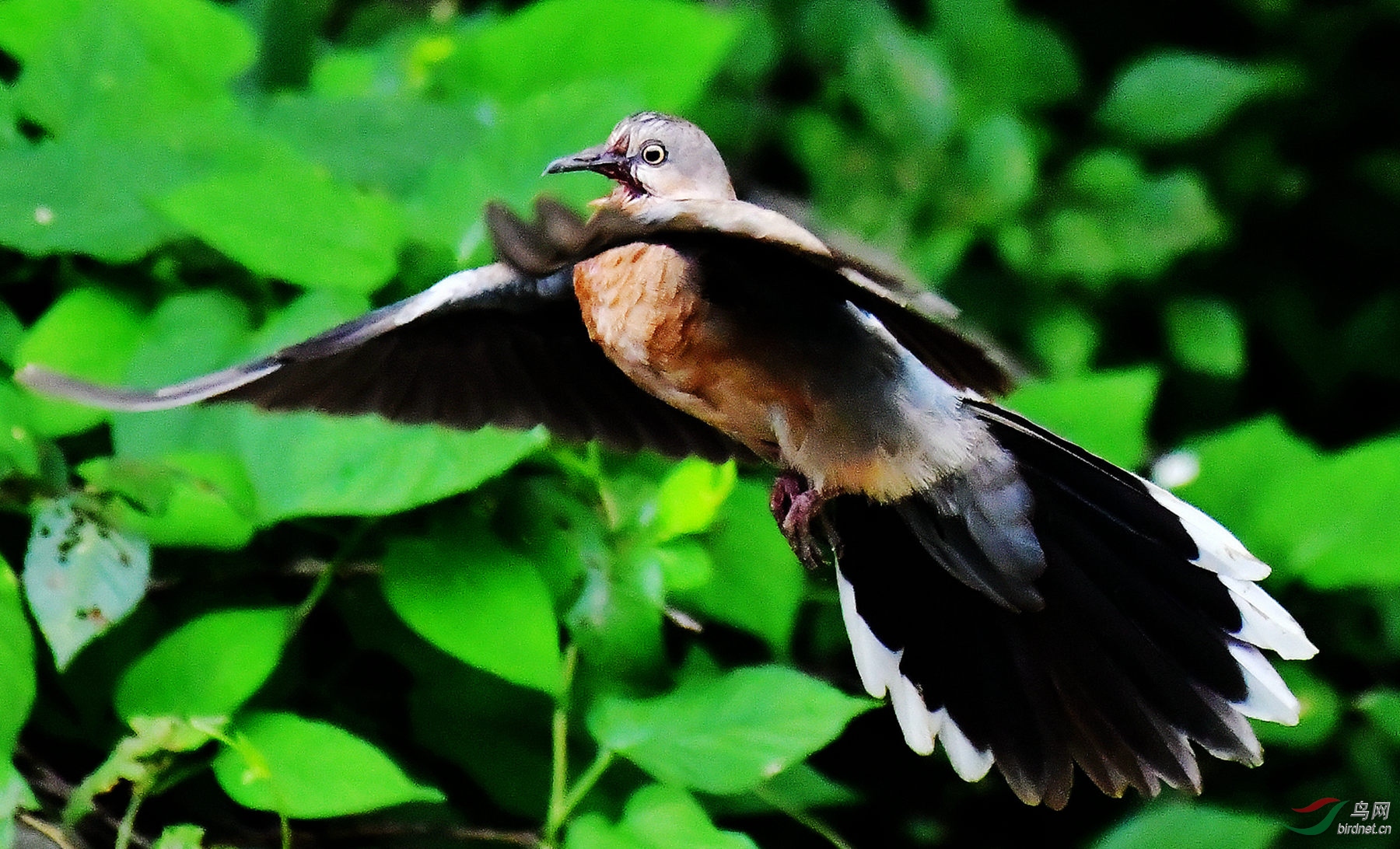 斑鸠起飞展现美
