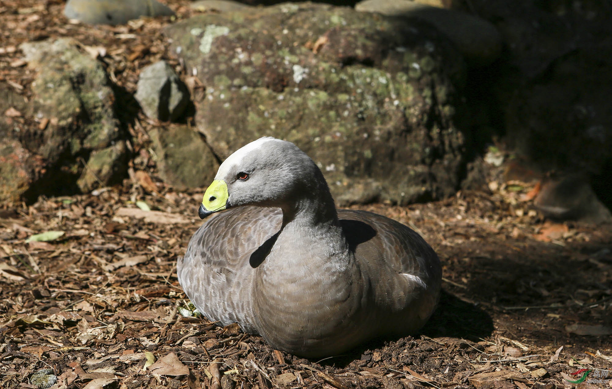 澳大利亚灰雁