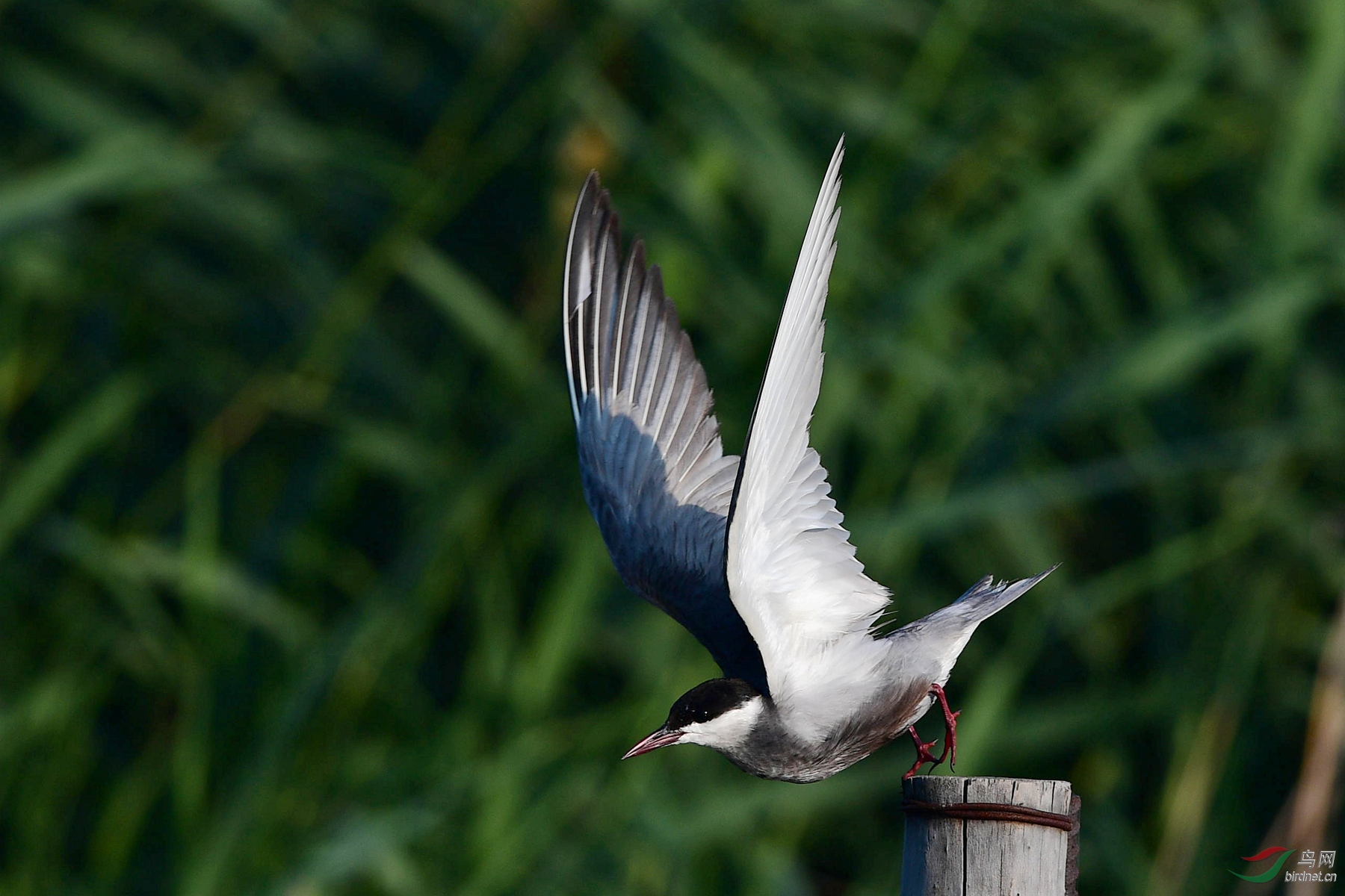 来自白洋淀的须浮鸥