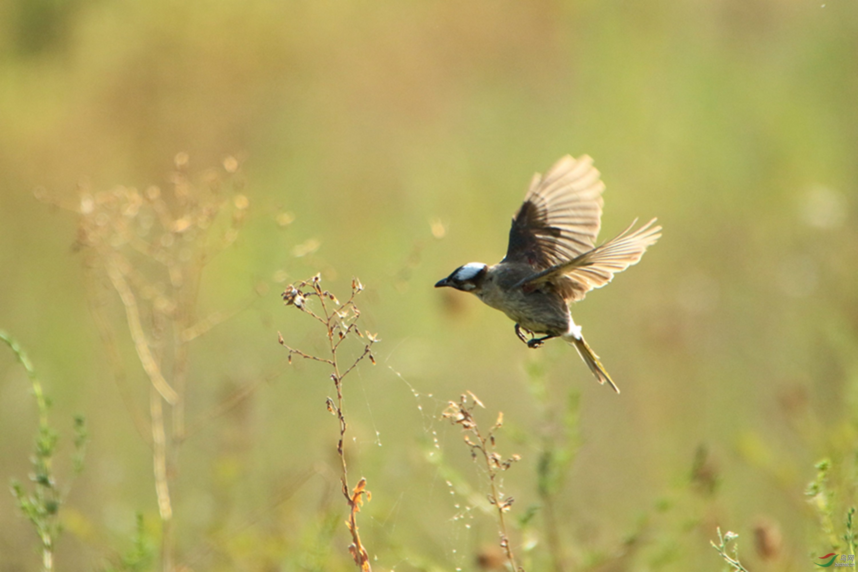 逆光飞行的白头鹎