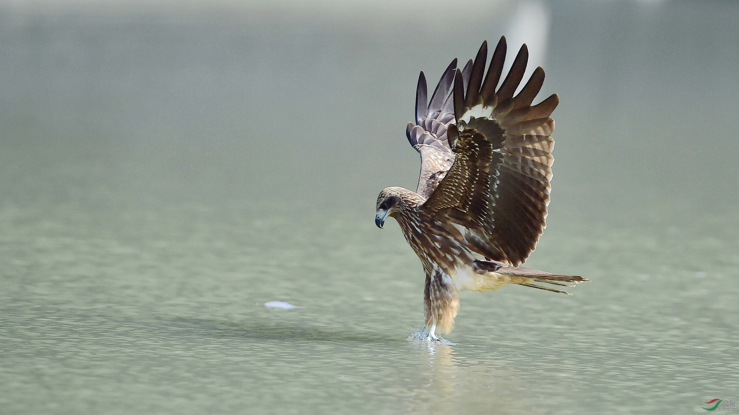 黑鸢捞鱼三连拍