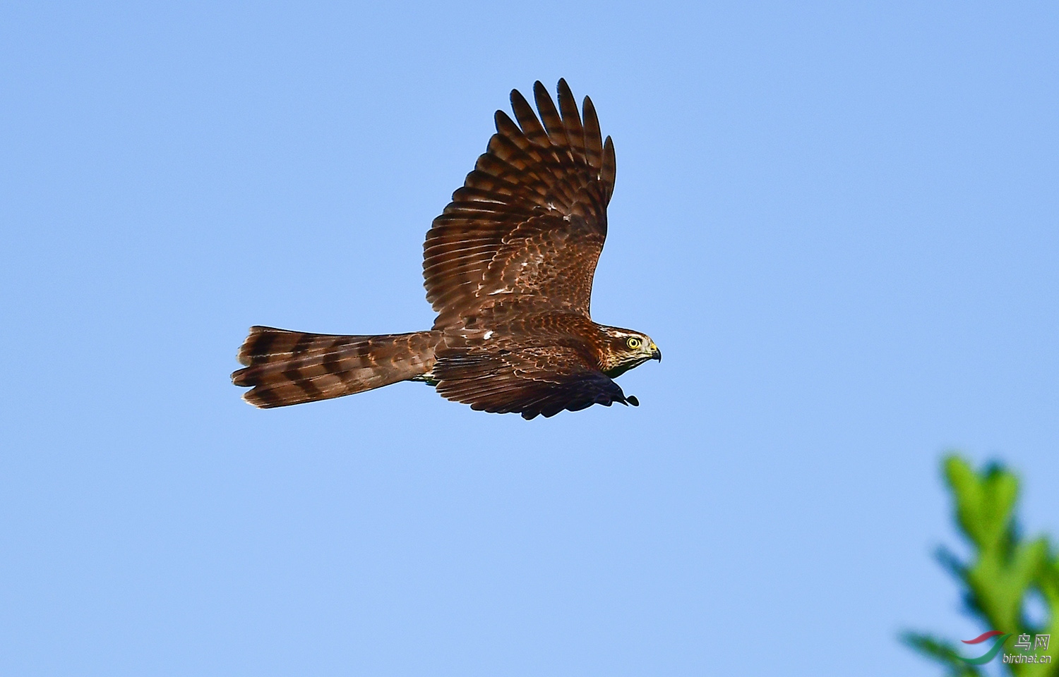 小雀鹰自己可以飞翔了