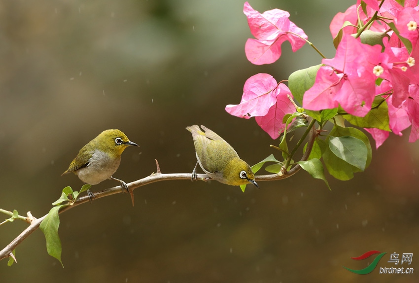 雙鳥圖