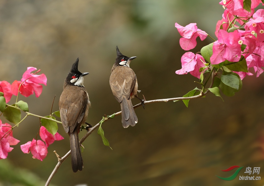 雙鳥圖