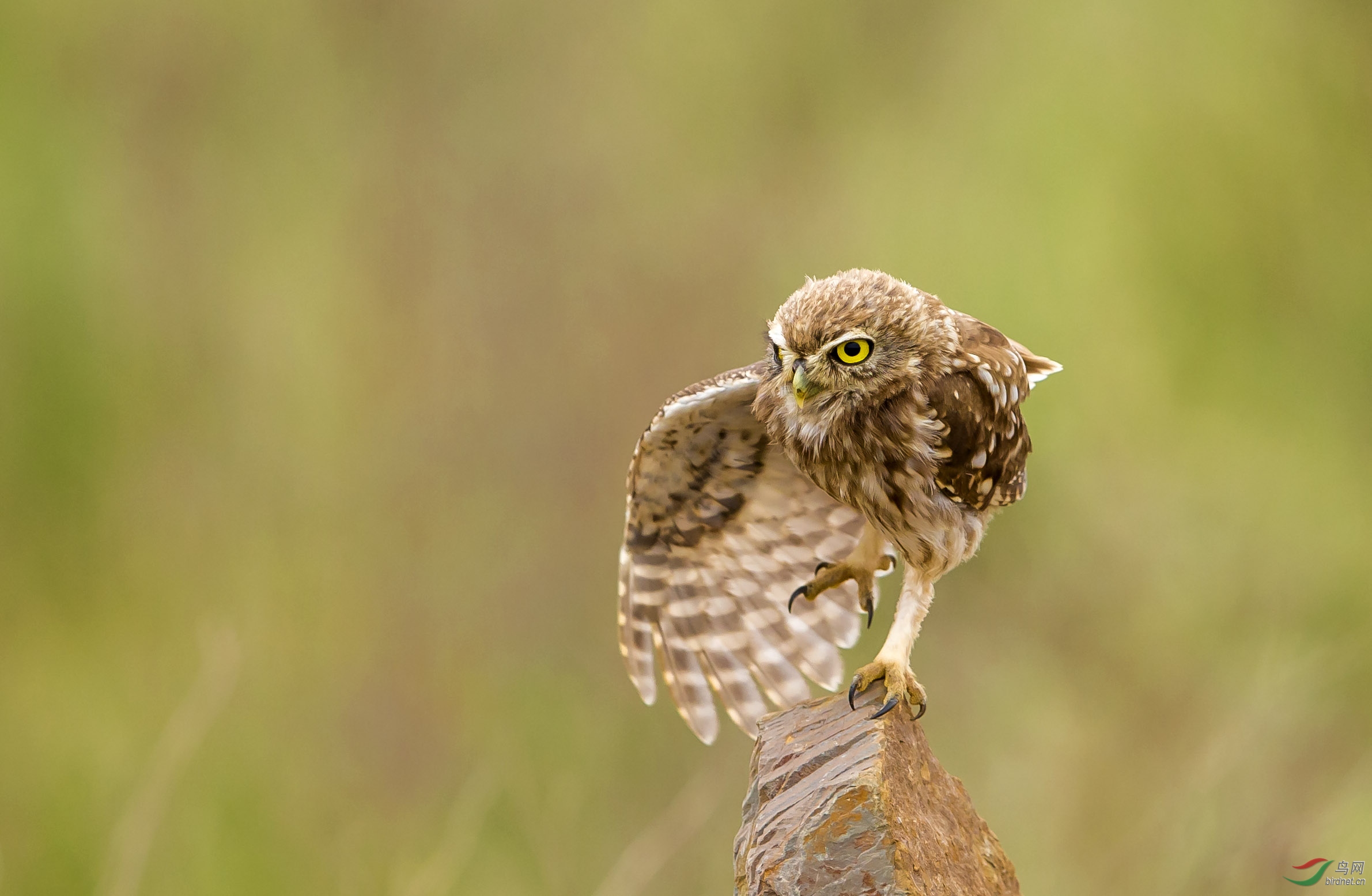 伸展运动——纵纹腹 
