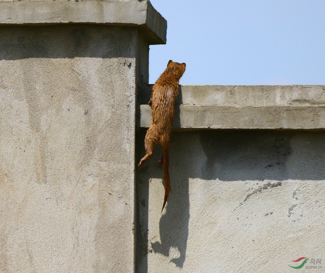 爬墙头瞧呀瞧,看何人在嬉笑.