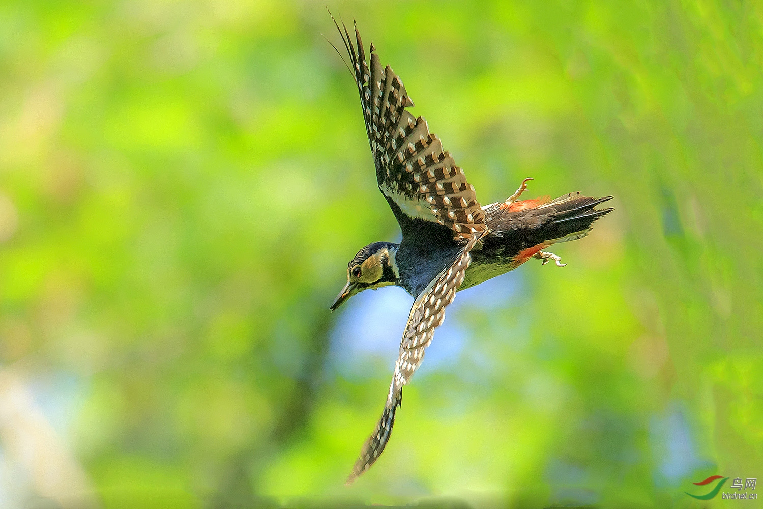 飞版大斑啄木鸟