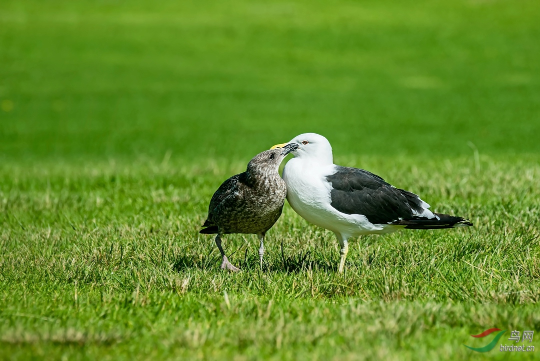 水鳥戀戀不捨黑背鷗