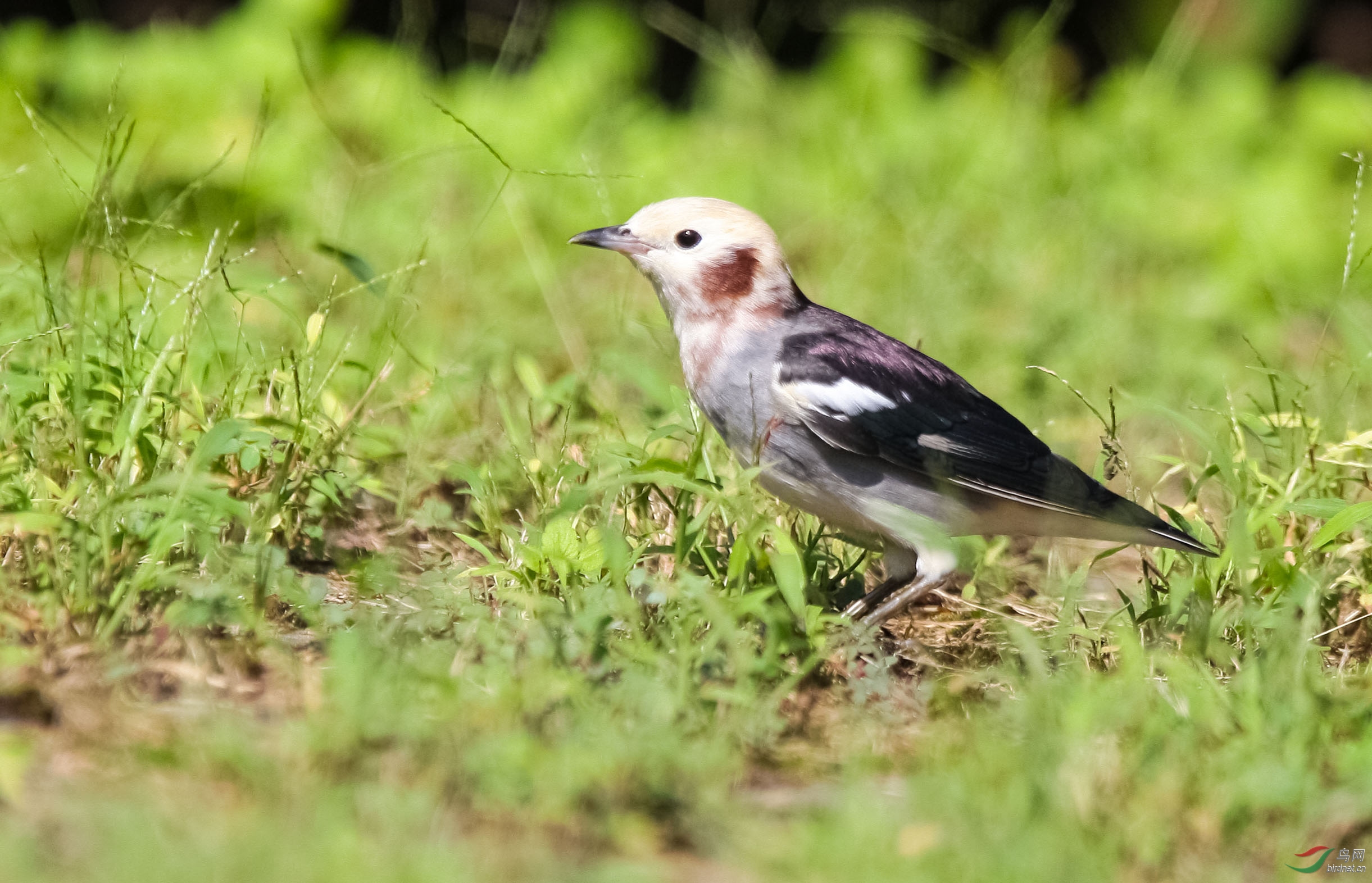 珍贵的紫背椋鸟