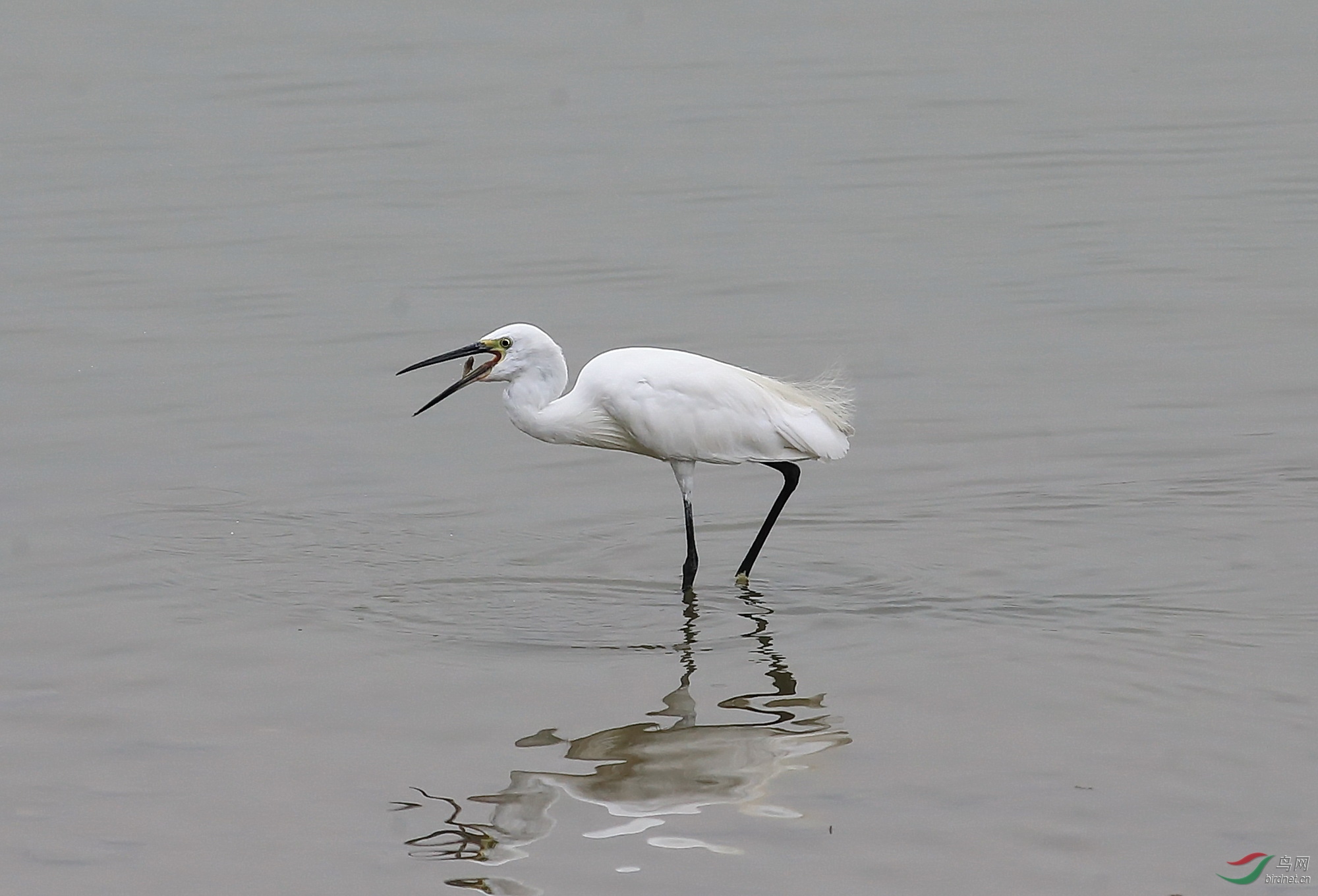 的冬天 八妹(一风若隐) 喜哥 方竹 北京—春天 爱好者老郑 虫朋鸟友