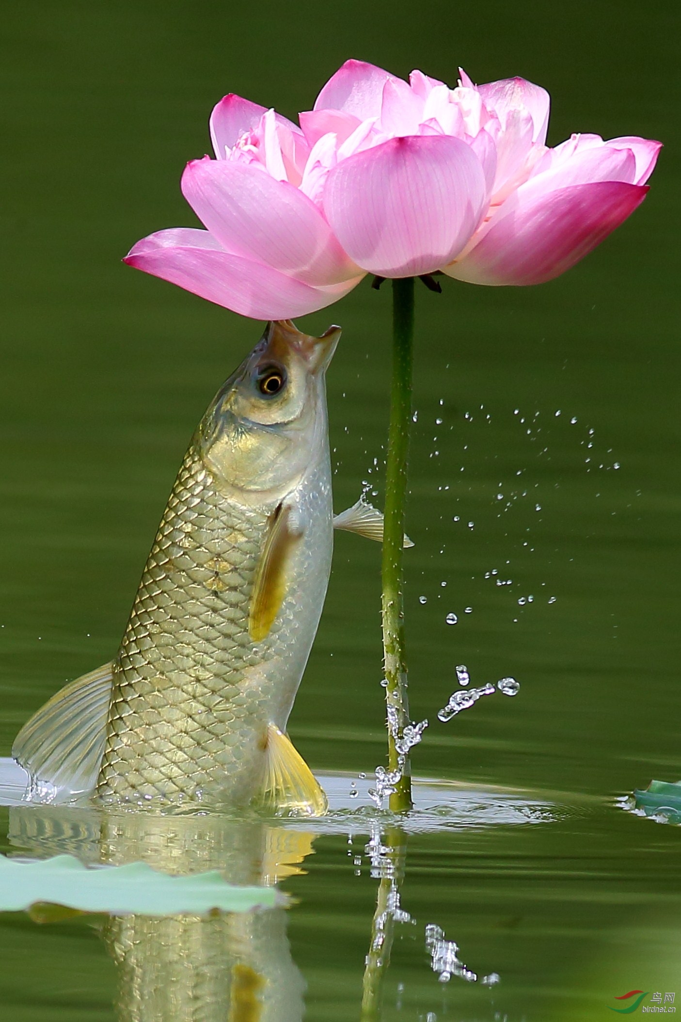 荷香鱼跃贺图3获首页野生动物每日精华