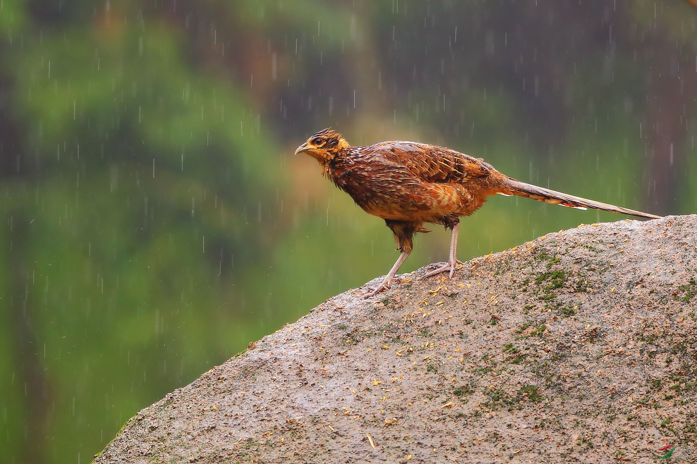 无处避雨【白冠长尾雉】
