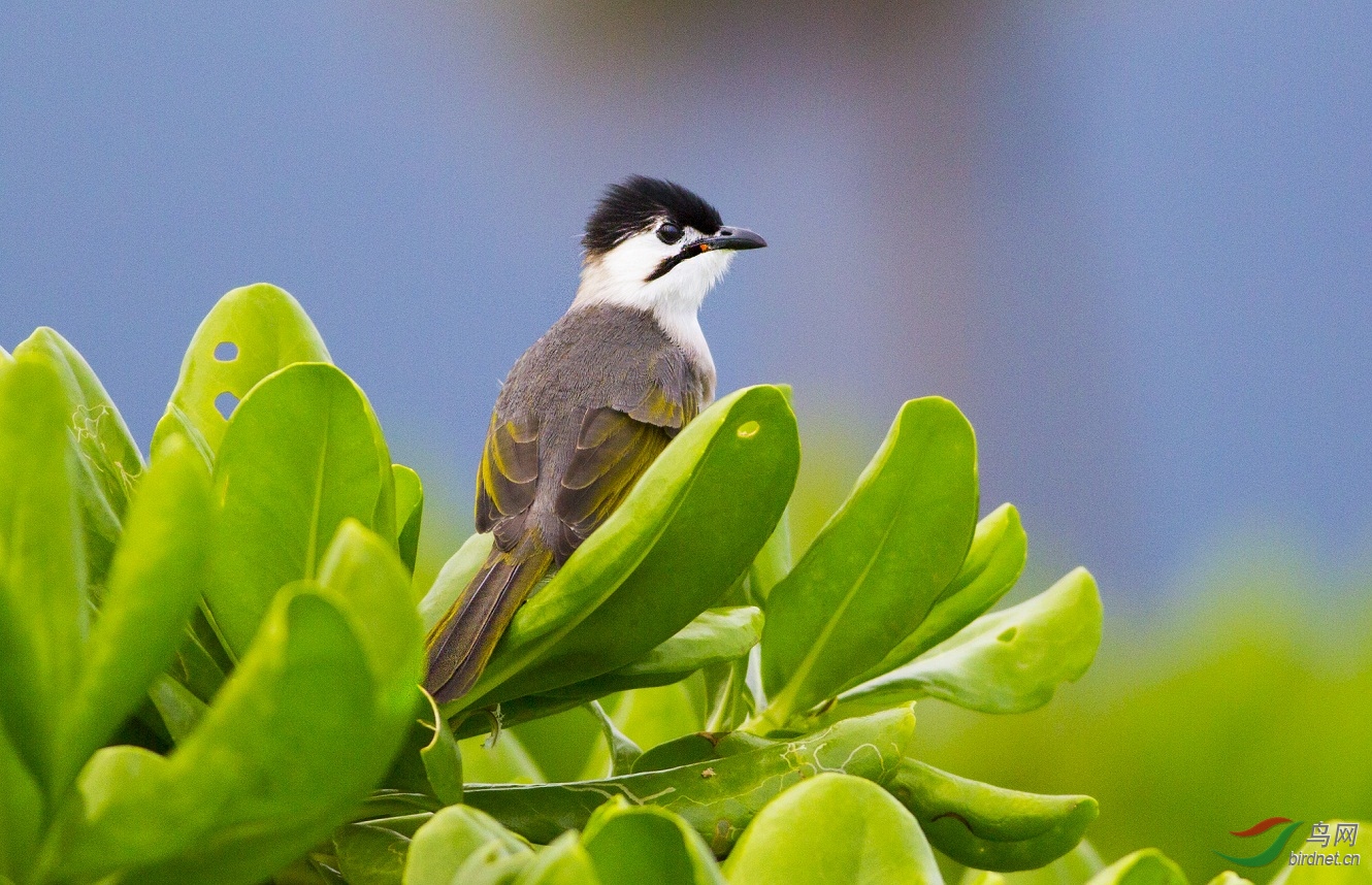 台湾鹎台湾独有的