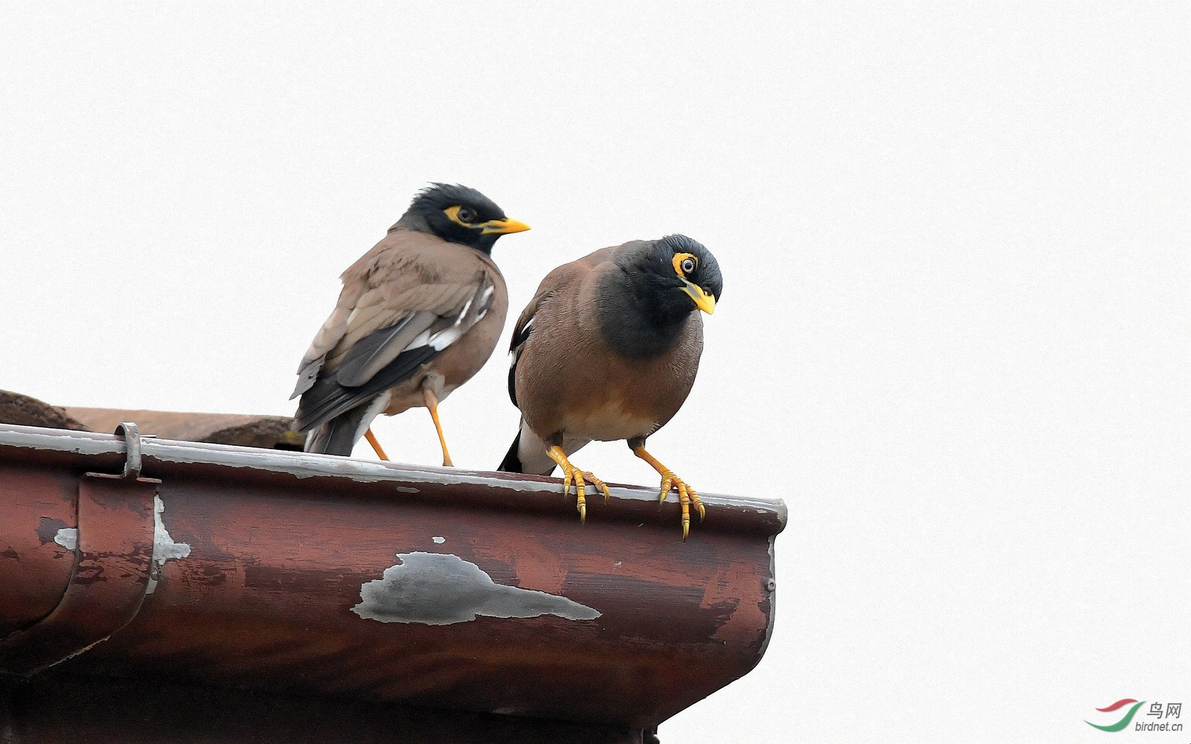 国外在人屋檐上仍需常低头家八哥