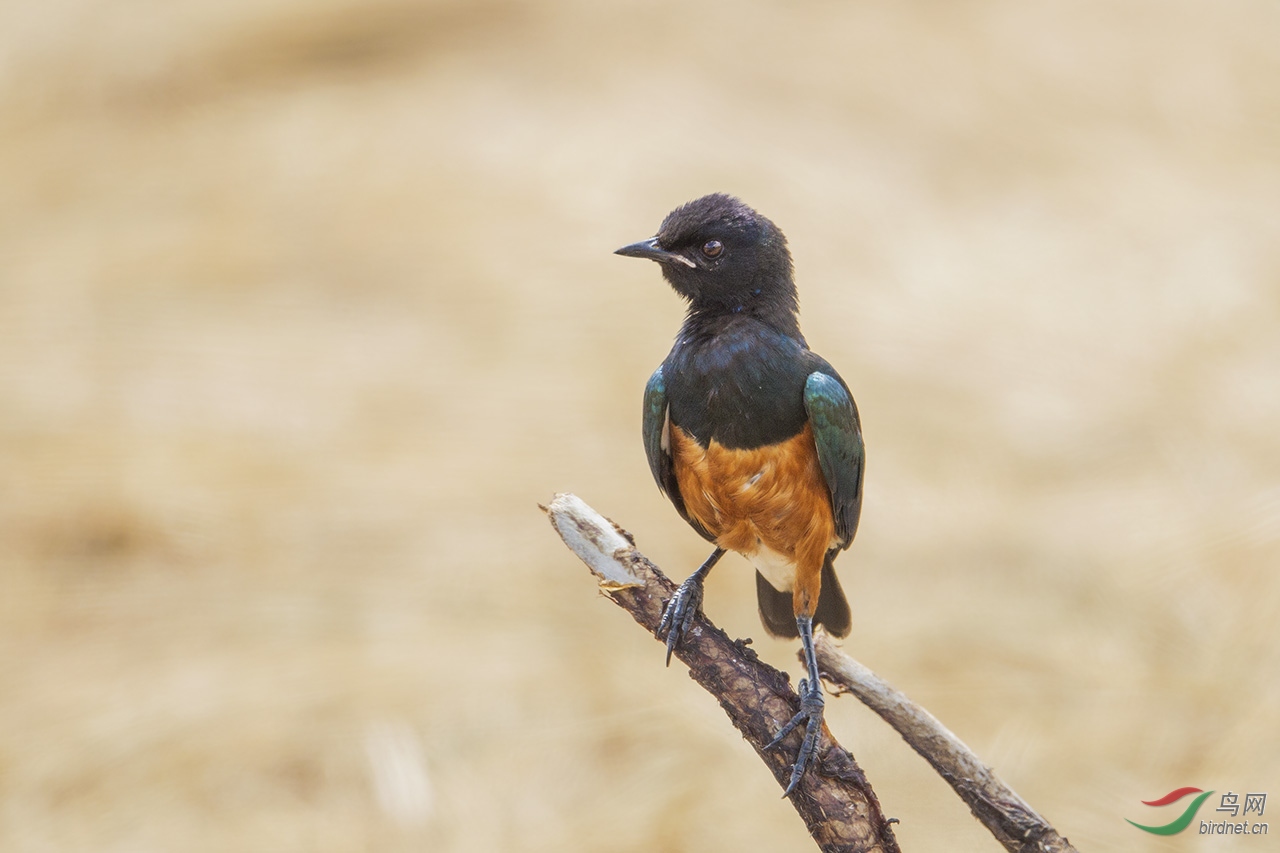 ѩ�������shelley\'s starling.jpg