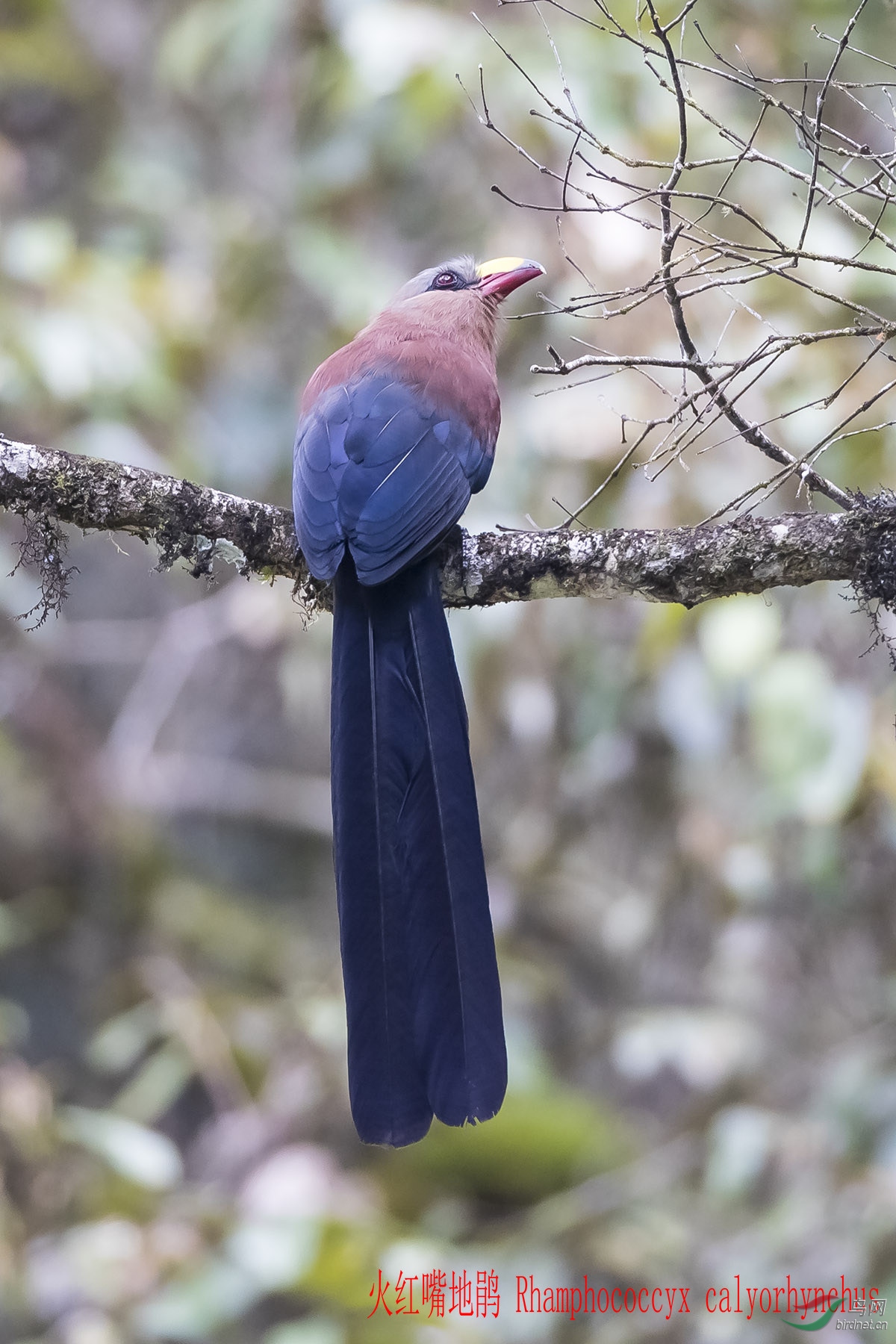 火红嘴地鹃 学名:rhamphococcyx calyorhynchus  .jpg