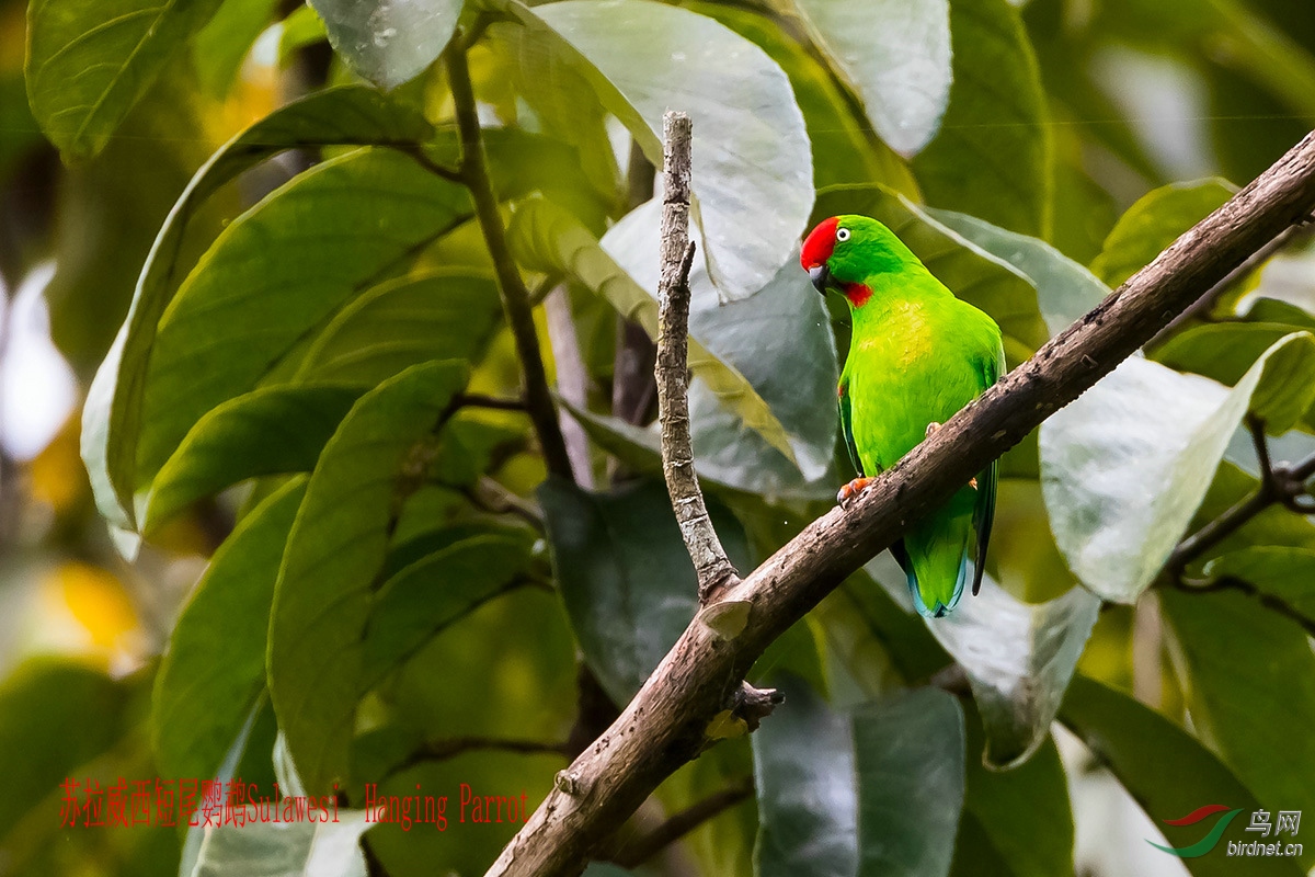 苏拉威西短尾鹦鹉sulawesi  hanging parrotjpg