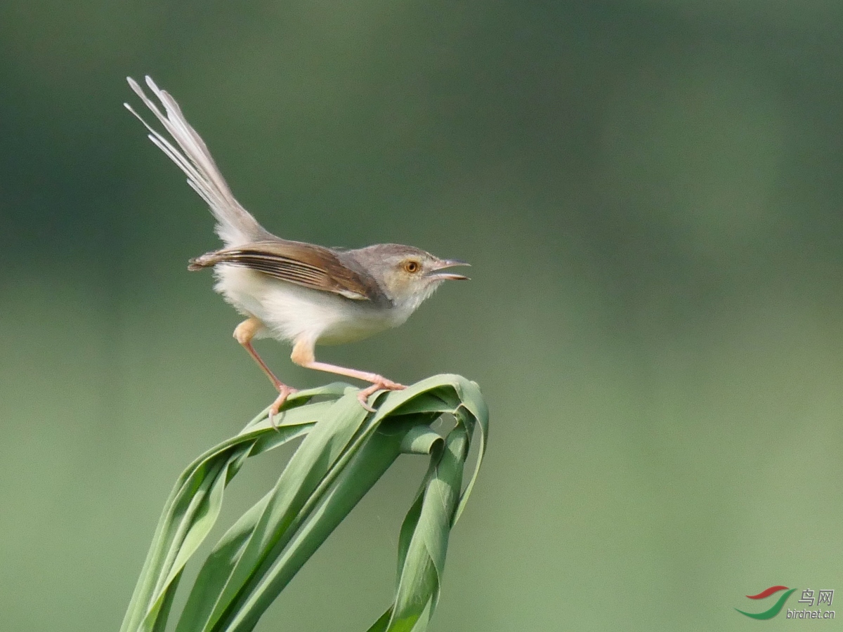 2.����ƶ���