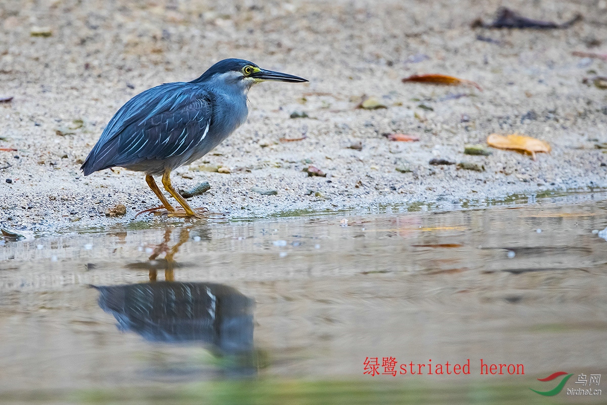 绿鹭striated heron.jpg