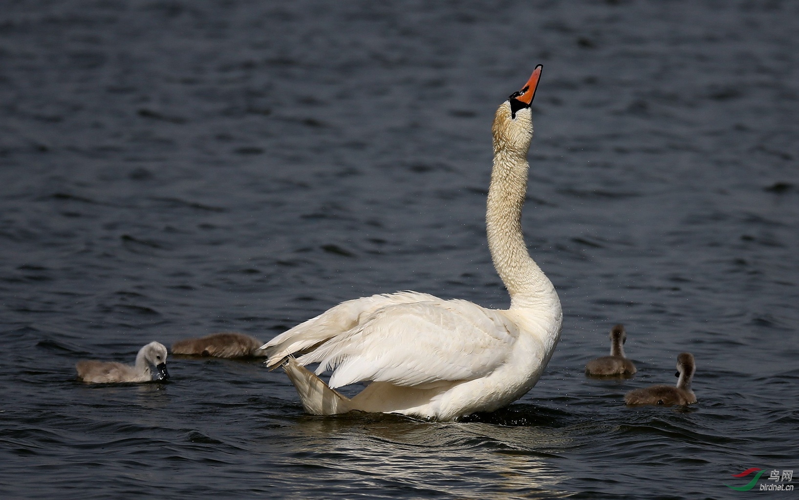 鹅鹅鹅曲颈向天歌3