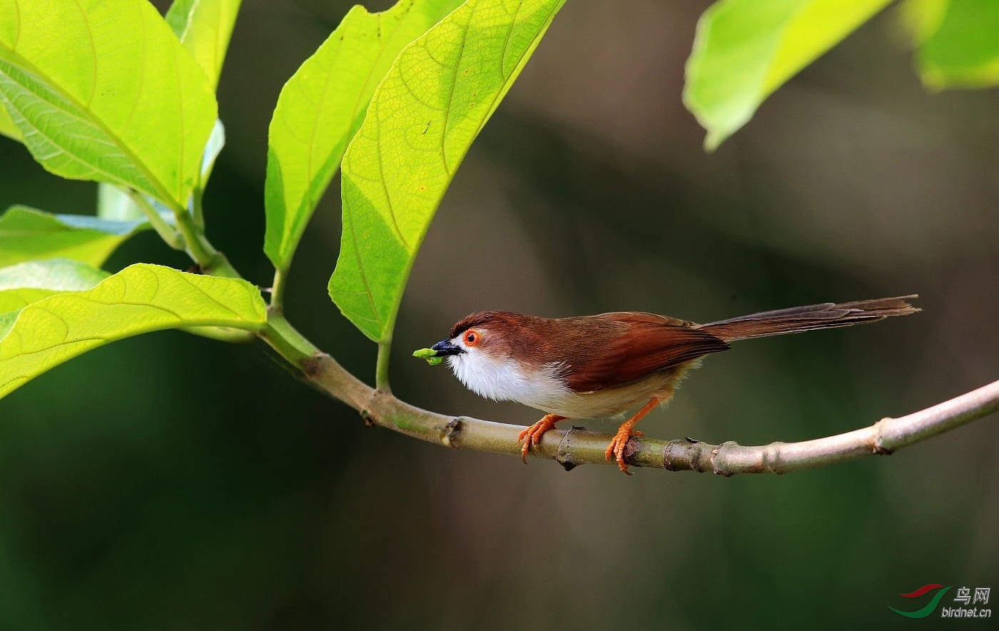 金眼鹛雀金黄色眼圈的鹛雀儿恭贺获得鸟网首页每日精华
