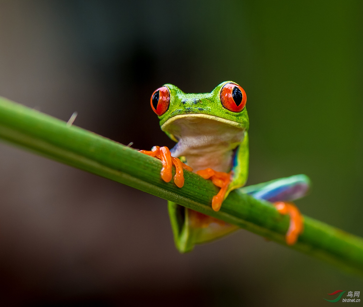 童话世界的红眼树蛙