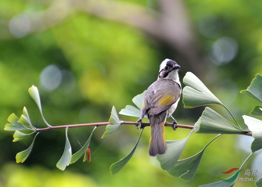 白果树上的白头翁