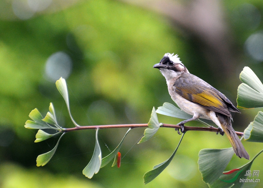 白果树上的白头翁