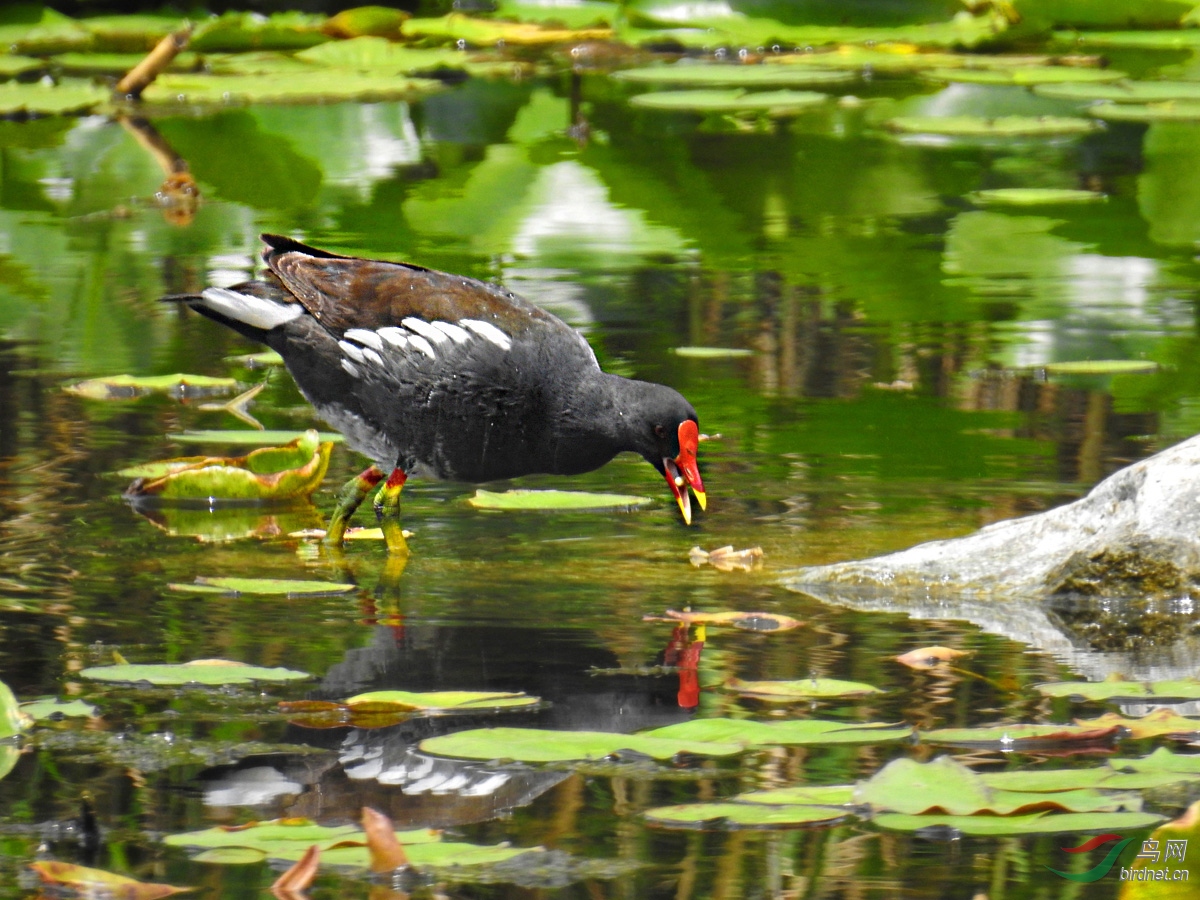 DSCN4483 ����.jpg