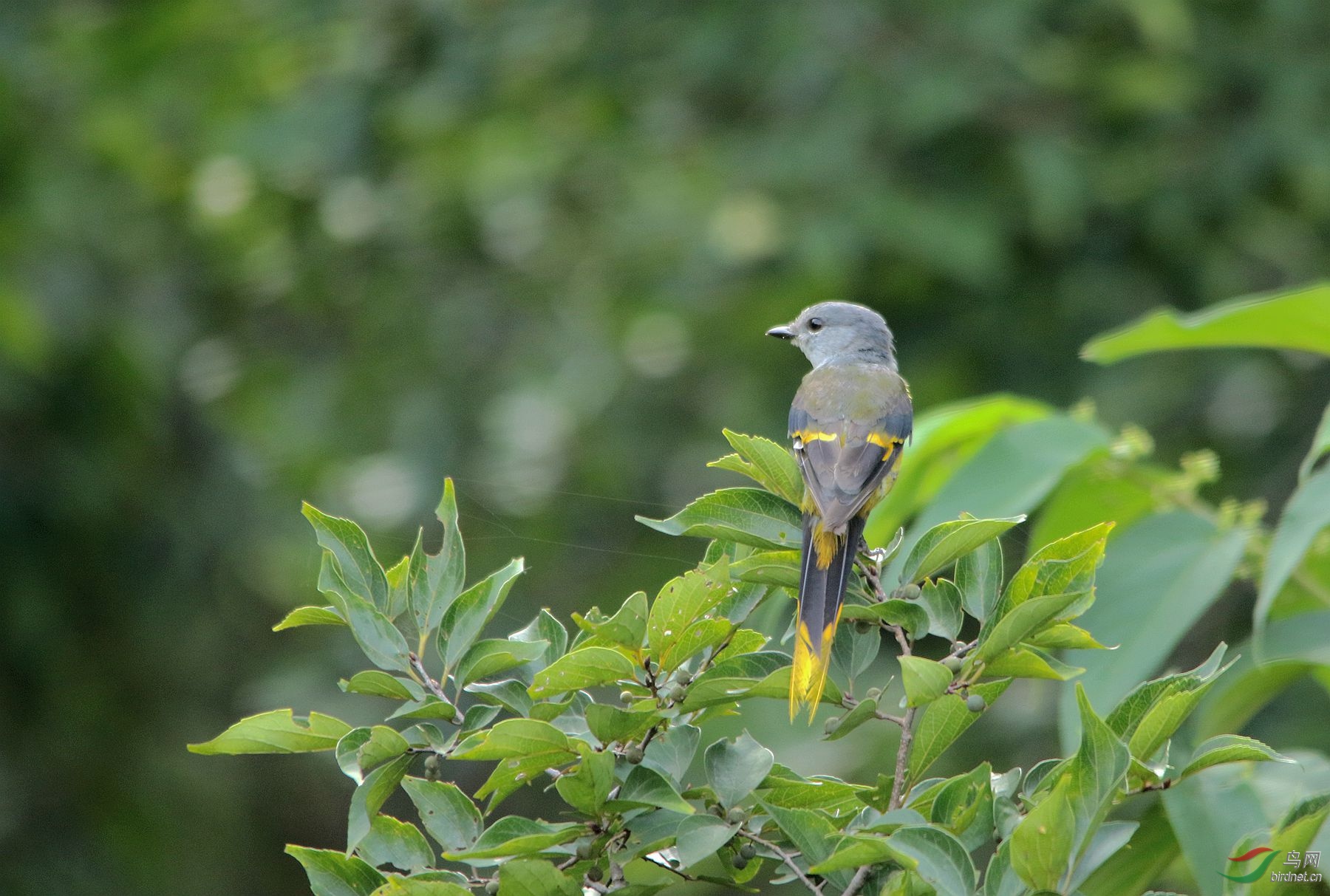 周末的收获灰喉山椒幼鸟雌