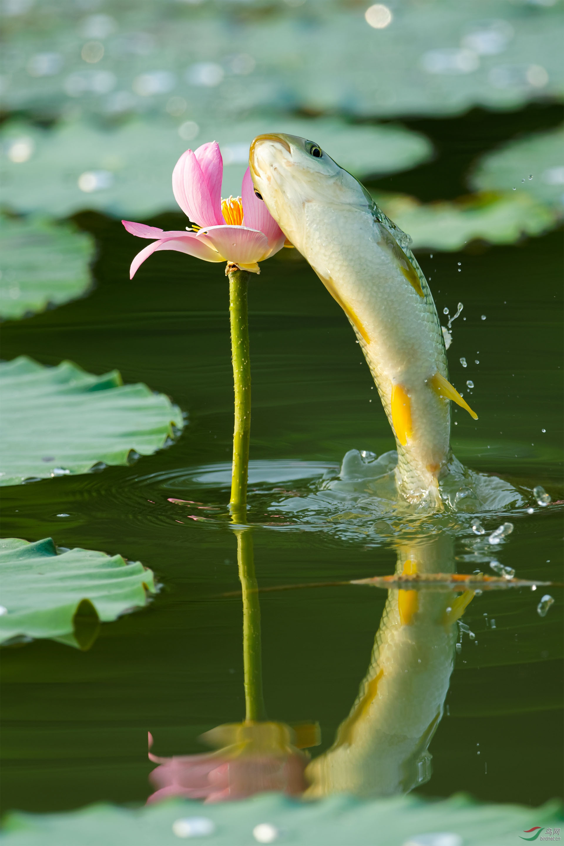 美鱼戏花