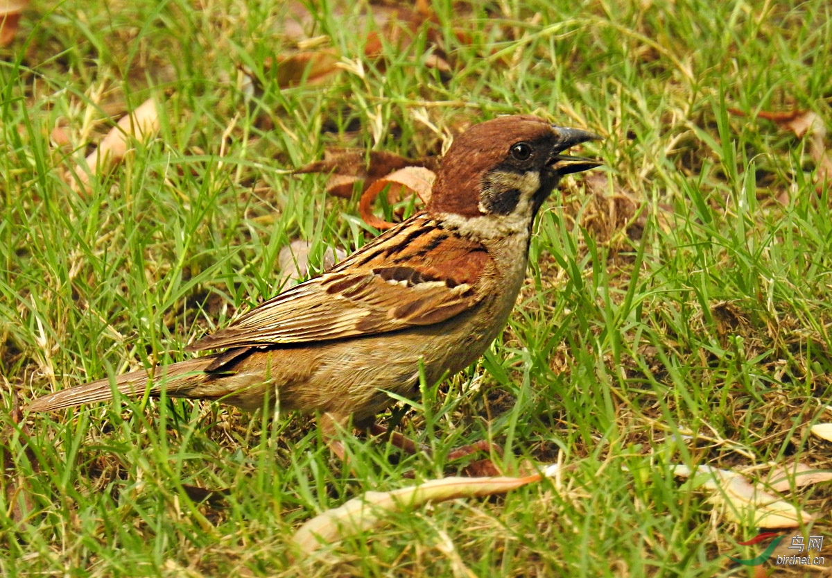 DSCN4542 ����.jpg