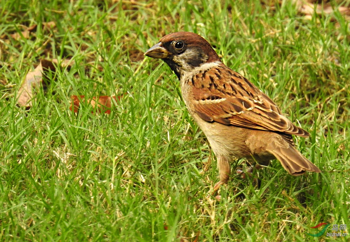 DSCN4545 ����.jpg