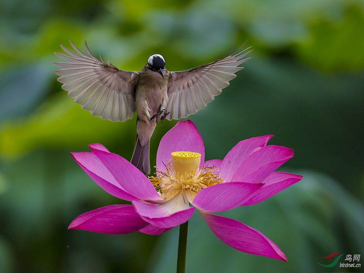 荷花鸟
