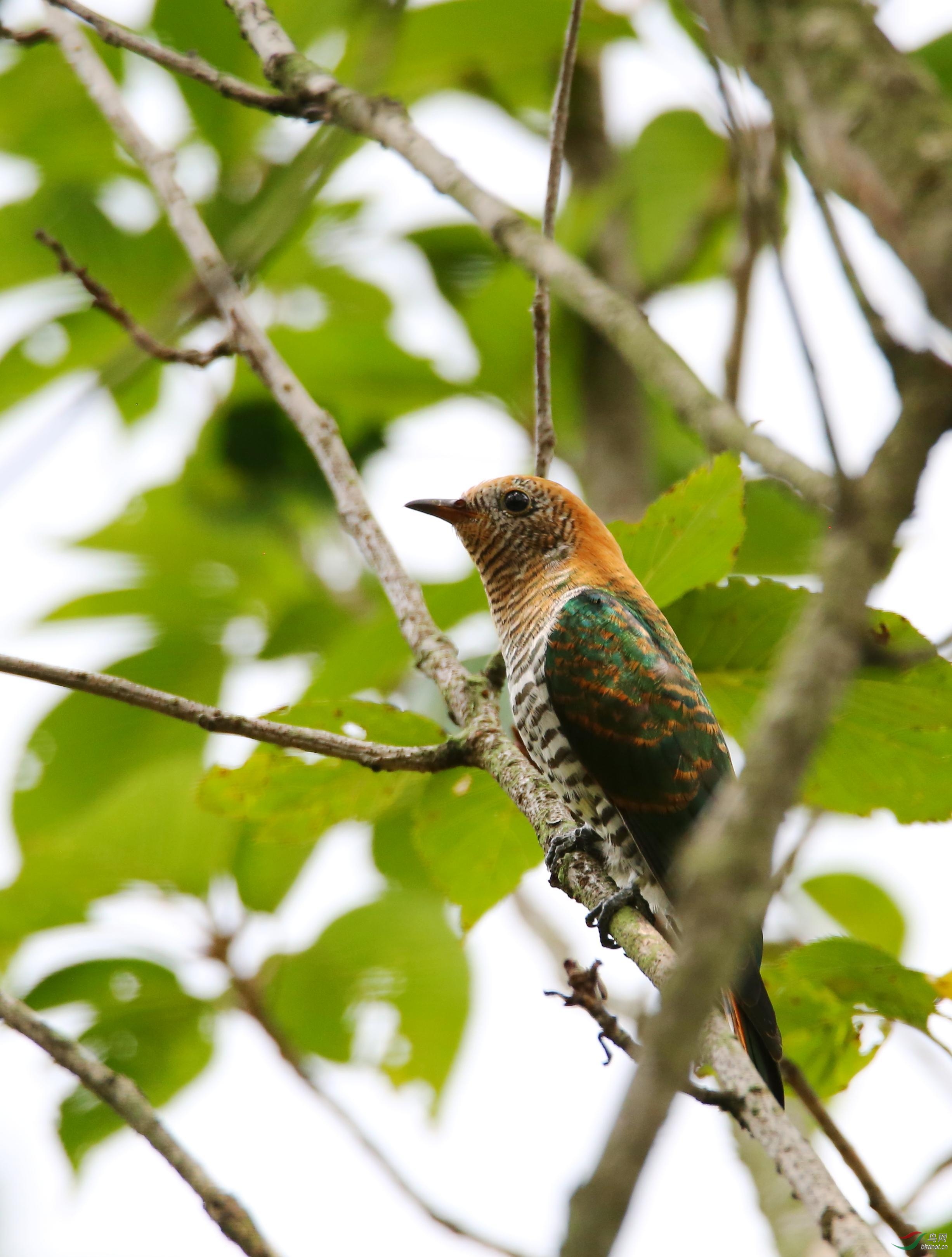 翠金鹃 (asian emerald cuckoo)