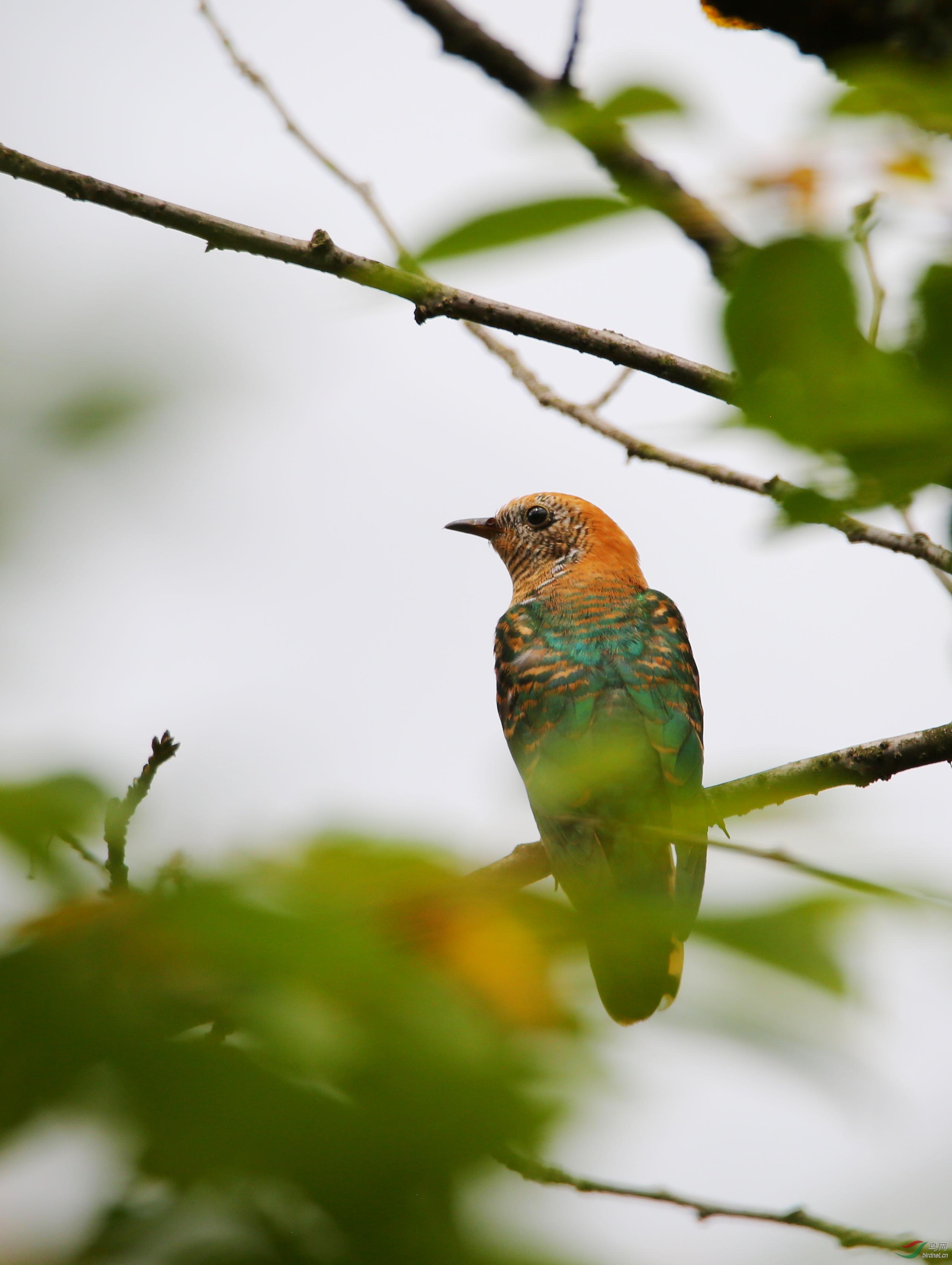 翠金鹃 (asian emerald cuckoo)