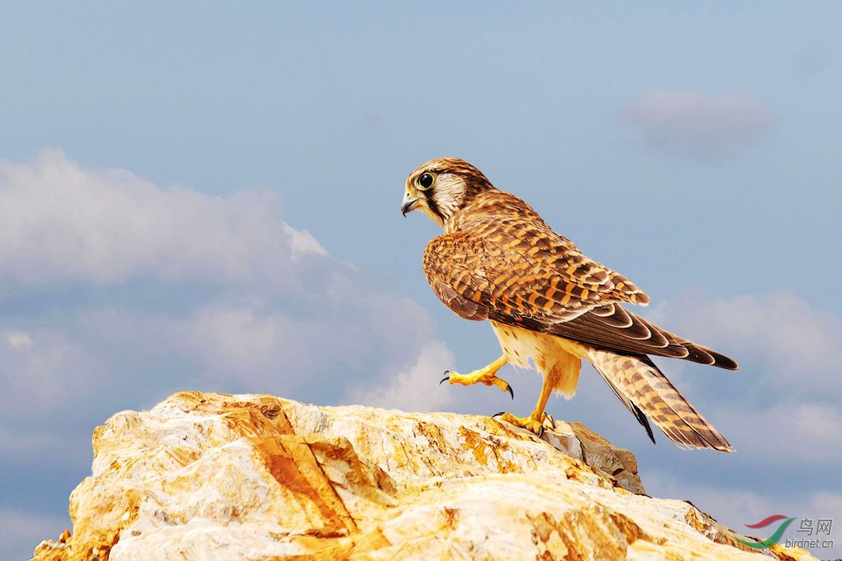 《8848》——红隼