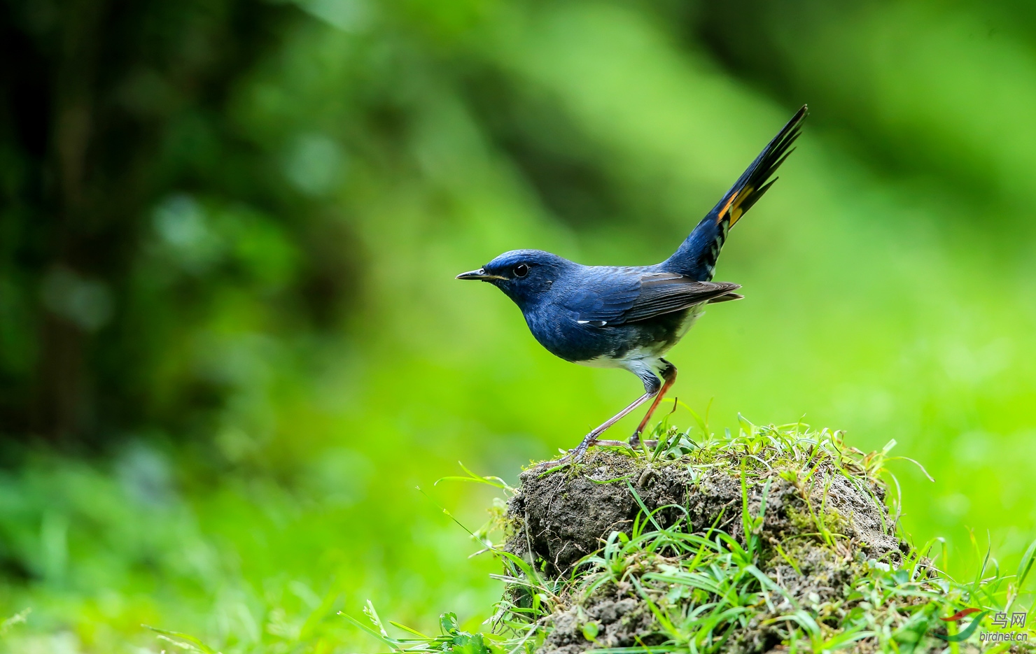 灵动俊俏的白腹短翅鸲
