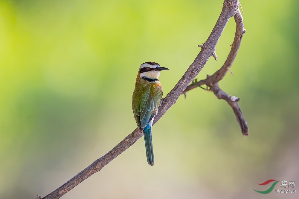 非洲的特色蜂虎