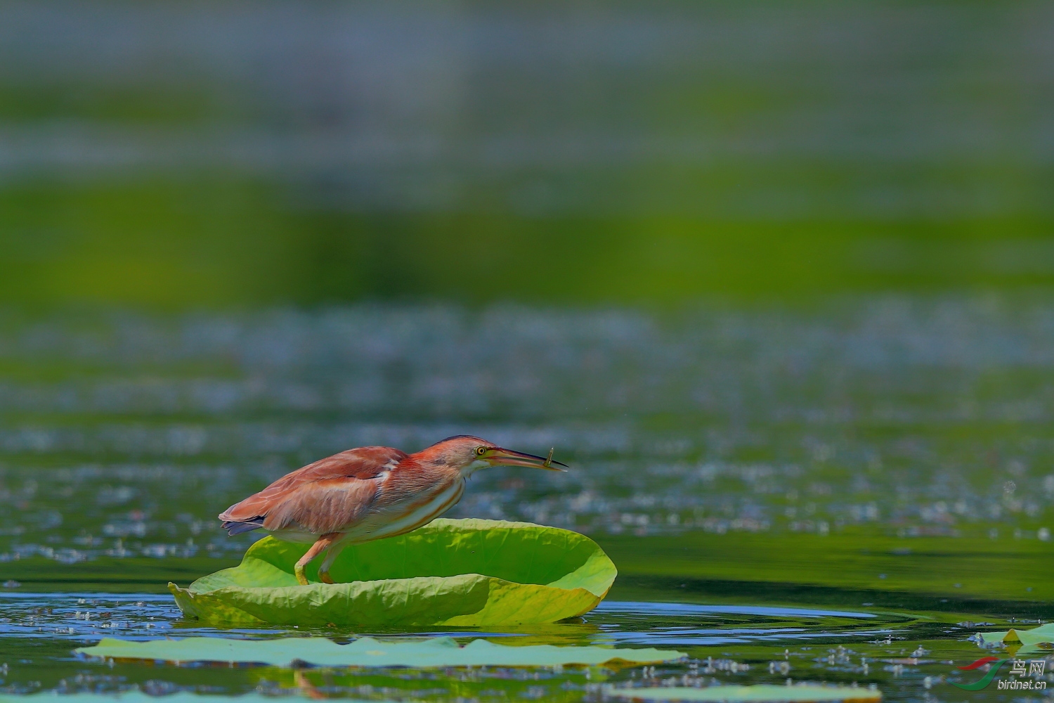 碧池荷叶上立鸟