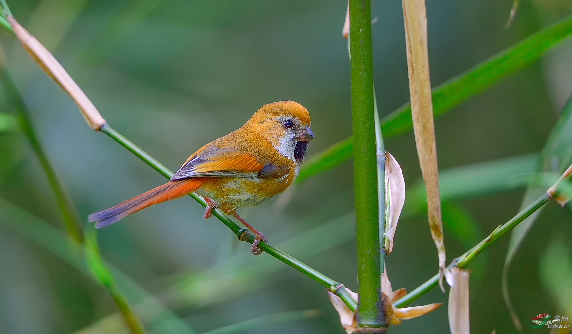 (金色鸦雀) 金色鸦雀(贺获每日精华)